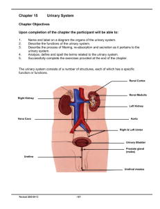 Chapter 15 Urinary System