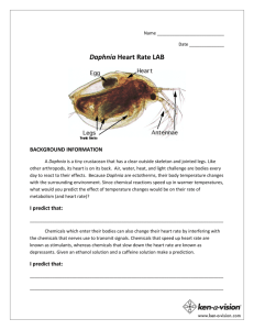 Daphnia Heart Rate LAB - Ken-A