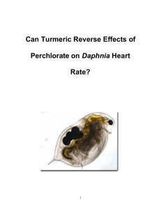 Can Turmeric Reverse Effects of Perchlorate on Daphnia Heart Rate?