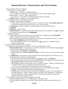 Domain Bacteria: Characteristics and Life Functions