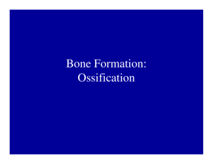 bone formation_ ossification notes