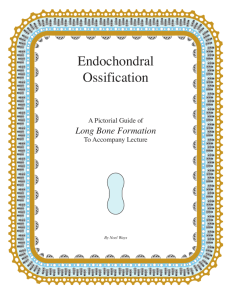 Endochondral Ossification
