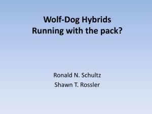 Wolf-Dog Hybrids Running with the pack?