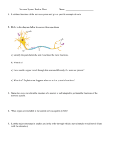 Nervous System Review Sheet