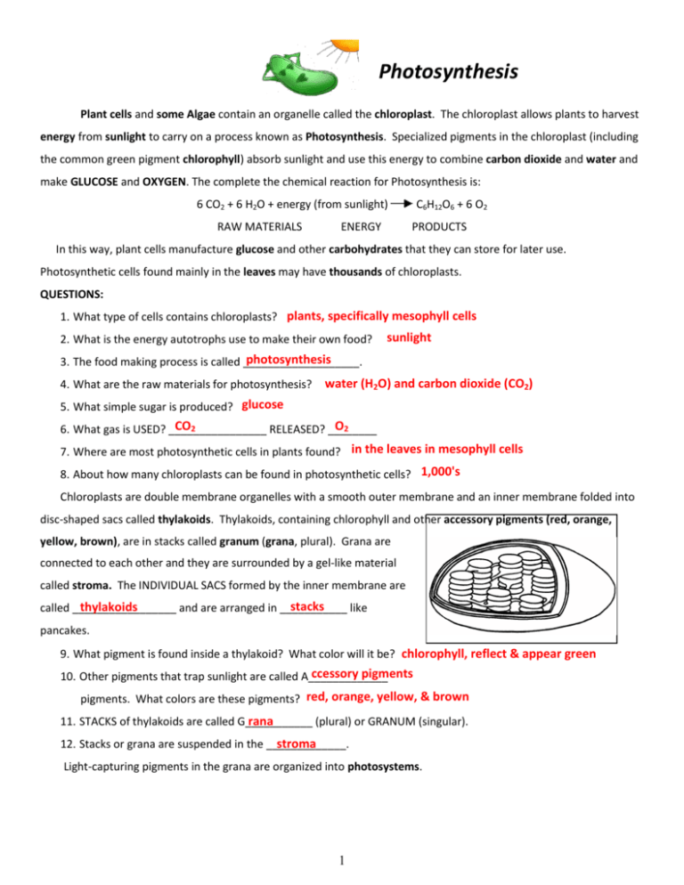 Chloroplast And Mitochondria Worksheet Answers