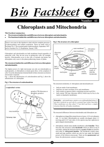 61 Chloroplasts and Mitoch