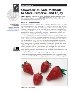 Strawberries: Safe Methods to Store, Preserve, and