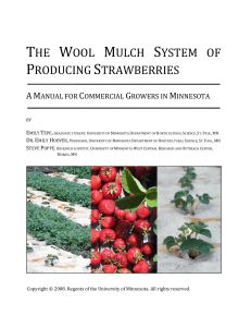 THE WOOL MULCH SYSTEM OF ODUCIN STRAWBERRIES G