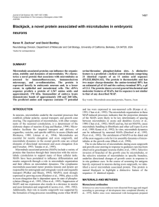 Blackjack, a novel protein associated with microtubules in