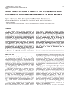 Nuclear envelope breakdown in mammalian cells involves stepwise