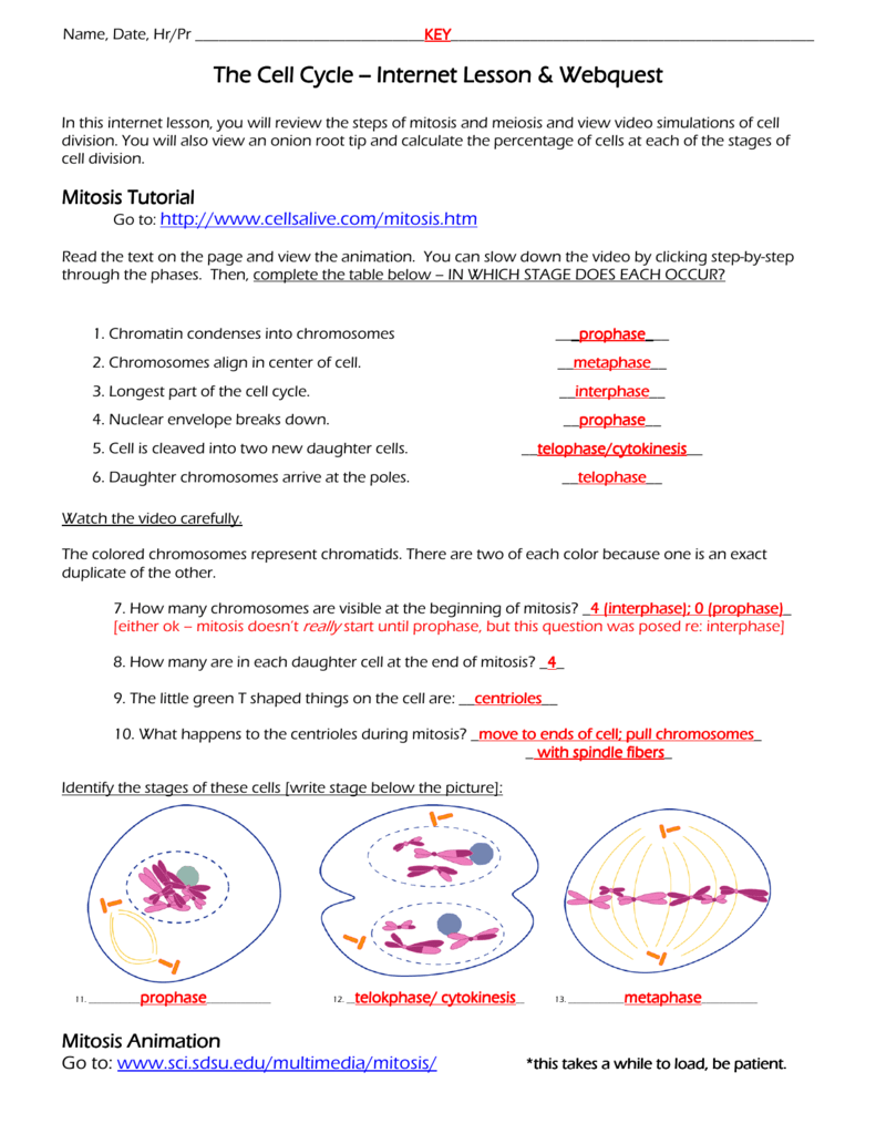The Cell Cycle The Cell Cycle -- Internet Lesson - burgess With Regard To Cells Alive Cell Cycle Worksheet