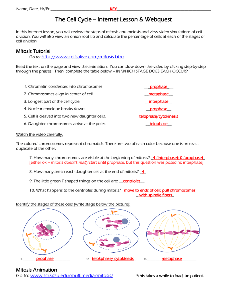 The Cell Cycle The Cell Cycle Internet Lesson Burgess