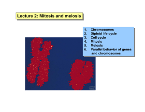 Lecture 2: Mitosis and meiosis