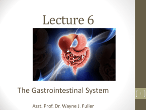 Lecture_6 Digestive system_11