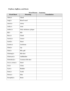 Prefixes, Suffixes, and Roots Word Roots – Anatomy Word Root