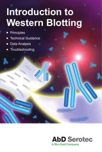 Introduction to Western Blotting