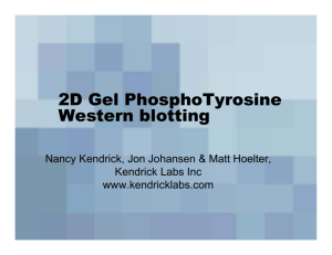 2D Gel PhosphoTyrosine Western blotting