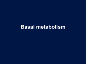 Basal metabolism