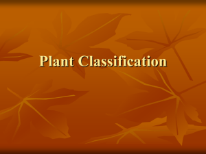 Plant Classification Notes
