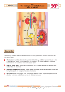 The Kidneys And Body Balance