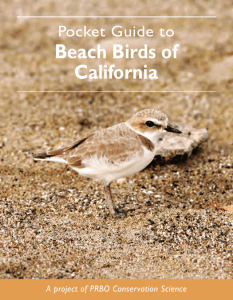 Beach Birds of California