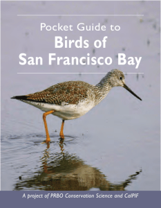 Birds of San Francisco Bay