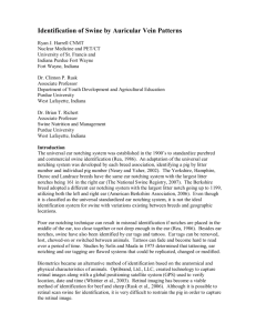 Identification of Swine by Auricular Vein Patterns