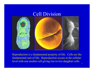 Cell Division - Nicholls State University