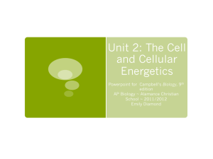 Unit 2: The Cell and Cellular Energetics