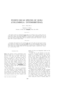 PUERTO RICAN SPECIES OF SEIRA (COLLEMBOLA