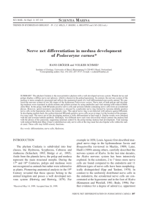 Nerve net differentiation in medusa development of