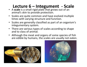 Lecture 6 – Integument