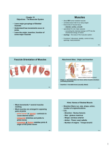 Cha. 10 Muscle Systems