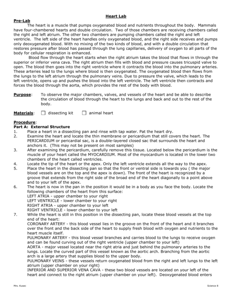Heart Dissection Lab Report Example At Lorena Perez Blog Heart Dissection Lab Report Example At Lorena Perez Blog