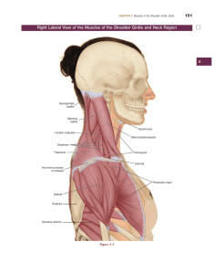 to view sample 1 internal pages from The Muscular