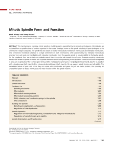 Mitotic Spindle Form and Function