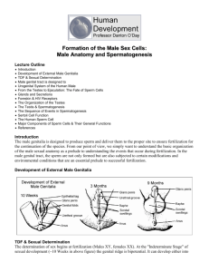 Male Anatomy and Spermatogenesis