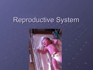 Reproductive System - Ukiah Adult School