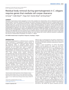 Residual body removal during spermatogenesis in C. elegans