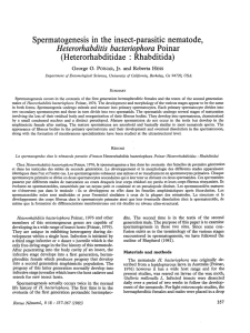Spermatogenesis in the insect-parasitic nematode, Heterorhabditis