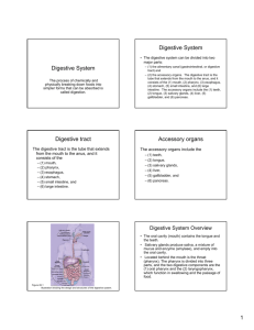 Digestive tract Accessory organs
