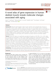 A novel atlas of gene expression in human skeletal muscle reveals