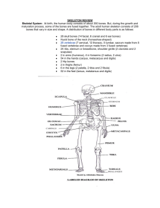 SKELETON REVIEW Skeletal System: At birth, the human body
