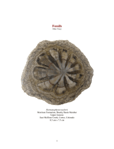 Fossils - The Virtual Petrified Wood Museum