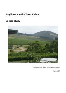 Phylloxera in the Yarra Valley: A case study