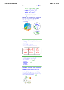 7 - Cell Cycle.notebook