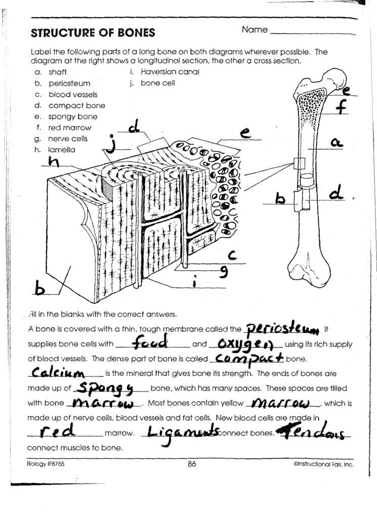 34 Which Of The Following Structures Is Labeled E In The