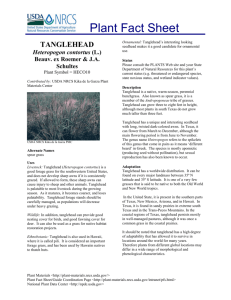 Tanglehead (Heteropogon contortus) Information #1