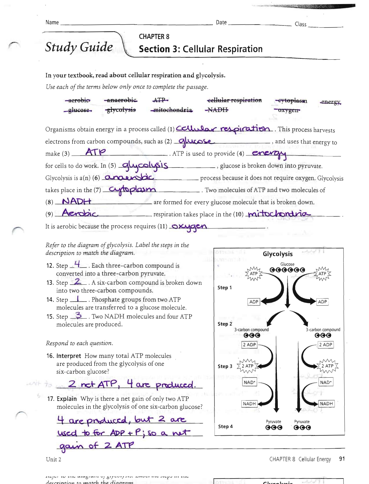cellular respiration homework and study guide answers
