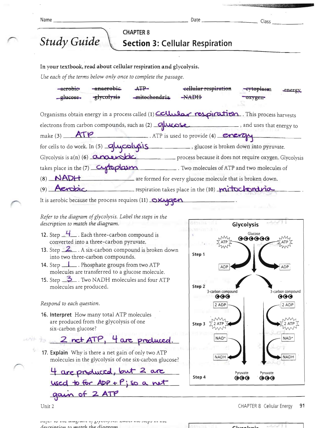 Answers to the Respiration Study Guide